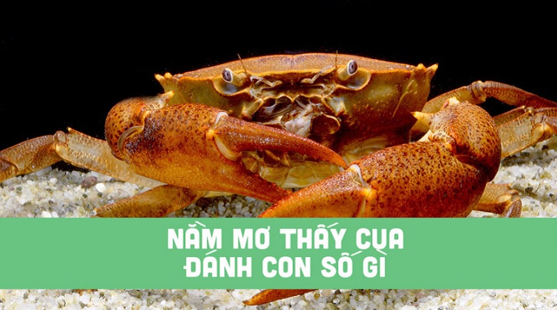 Nằm mơ thấy cua thì nên đánh con gì? Điềm báo giấc mơ về cua