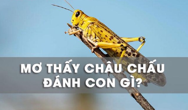 Giải mã giấc mơ về châu chấu - Mơ thấy châu chấu nên đánh con gì?