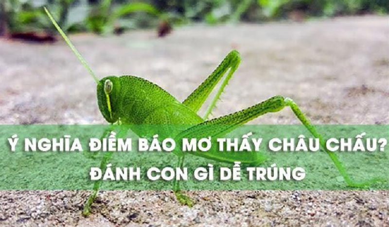 Giải mã giấc mơ về châu chấu - Mơ thấy châu chấu nên đánh con gì?