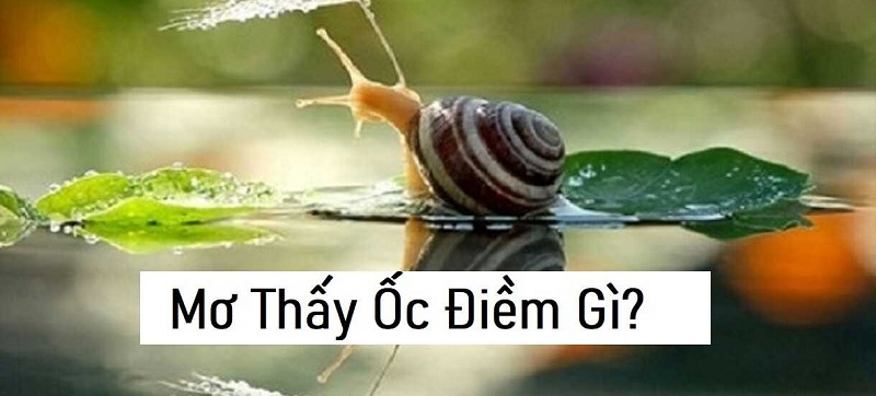 Nằm mơ thấy ốc thì đánh số lô đề gì ?