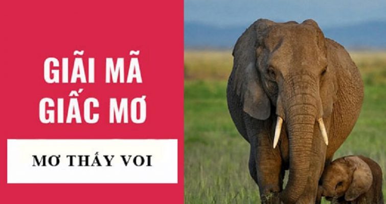 Giải mã giấc mơ: Những giấc mơ về Voi thì nên đánh số lô đề nào?