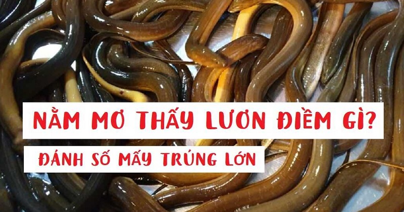 Giải mã giấc mơ: Mơ thấy lươn và bắt được nhiều lươn thì nên chơi con gì?