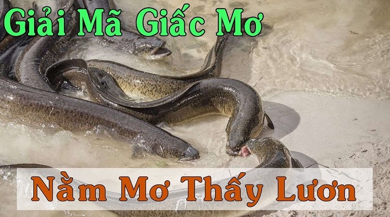 Giải mã giấc mơ: Mơ thấy lươn và bắt được nhiều lươn thì nên chơi con gì?