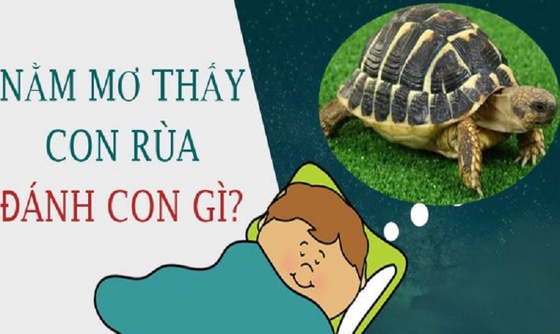 Giải mã giấc mơ: Nằm mơ thấy Rùa nên đánh số mấy?