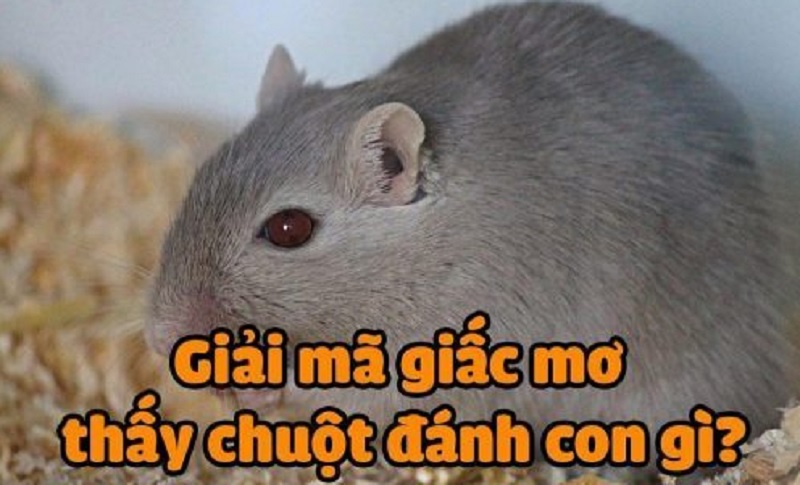 Giải mã giấc mơ: Ngủ mơ thấy chuột nên lựa chọn số lô đề nào?